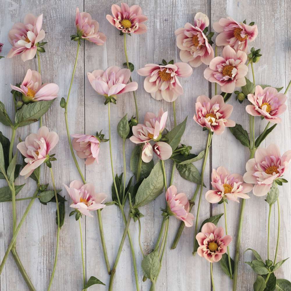 Dahlia 'Rhubarb & Custard'